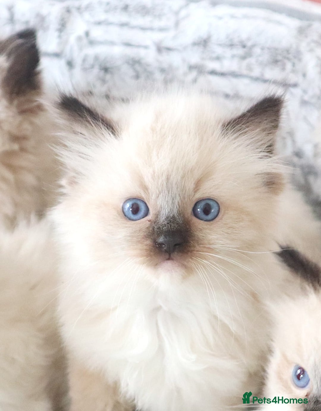 Ragdoll cats for sale: INDOOR FULL PEDIGREE RAGDOLL KITTENS - Image 15