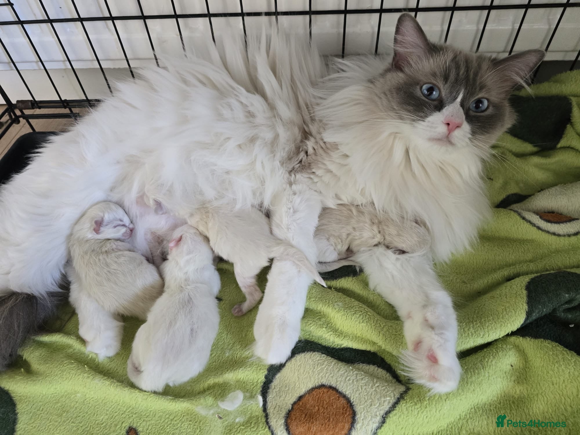 Ragdoll cats GCCF RAGDOLL KITTENS  - Advert 1