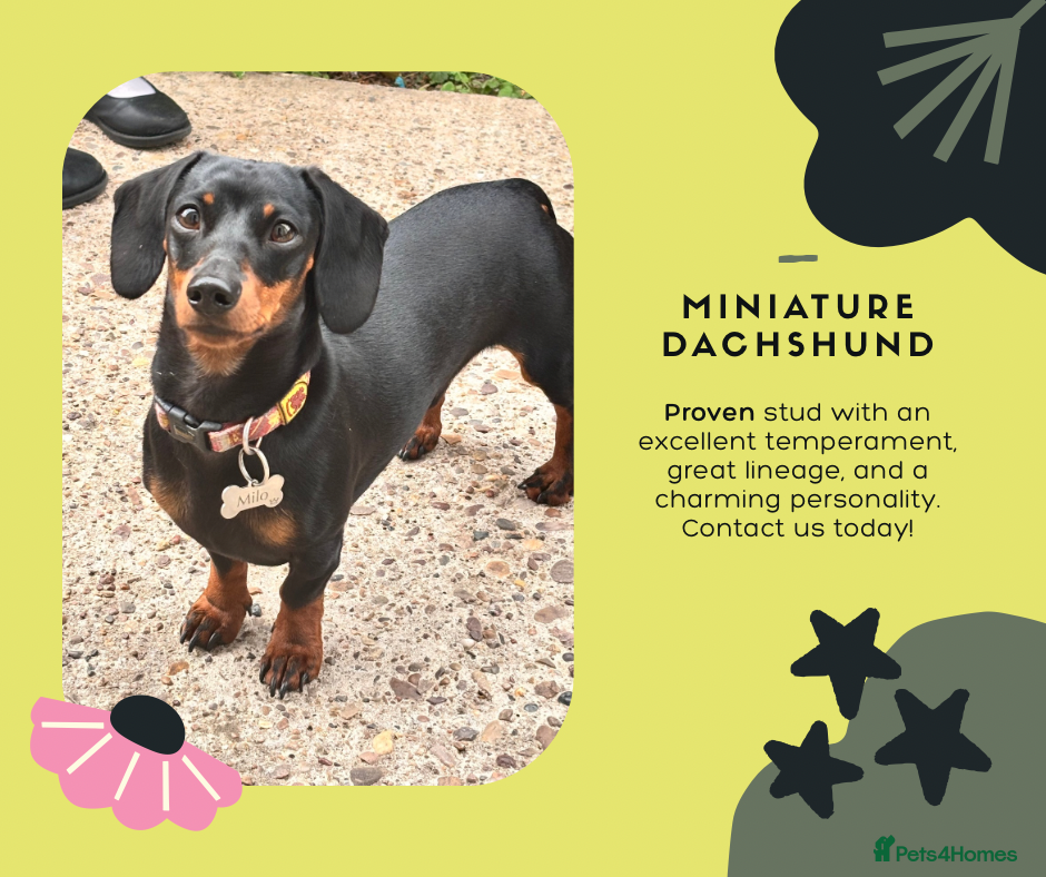 Miniature Dachshund dogs KC REG PRA CLEAR 🧬 MINIATURE DACHSHUND FOR STUD in Chesterfield - Advert 12