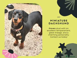 Miniature Dachshund dogs KC REG PRA CLEAR 🧬 MINIATURE DACHSHUND FOR STUD in Chesterfield - Advert 8