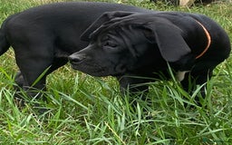 Cane Corso dogs for sale: Big Pure Cane Corso Puppies Ready Now!  - Image 11