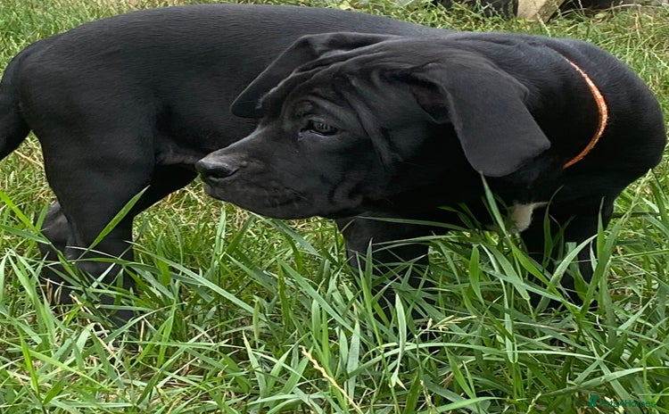Cane Corso dogs - Advert 1