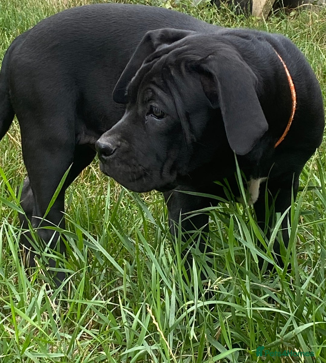 Cane Corso dogs for sale: Big Pure Cane Corso Puppies Ready Now!  - Image 11