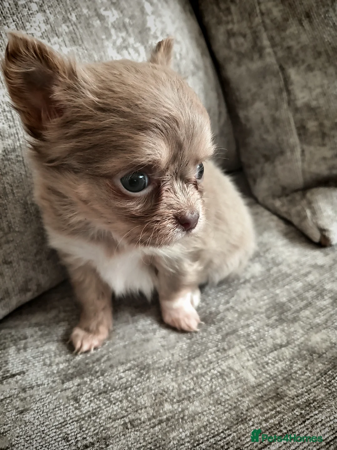 Chihuahua dogs for sale: Lilac long Coat chihuahuas  - Advert 1