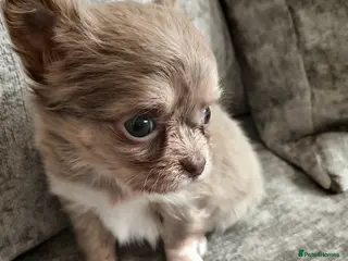 Chihuahua dogs Lilac long Coat chihuahuas - Advert 3