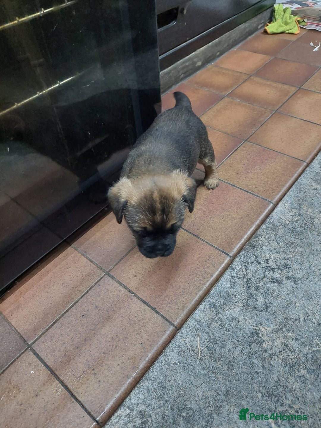 Border Terrier dogs for sale: Adorable Border Terrier pups for sale  - Advert 4