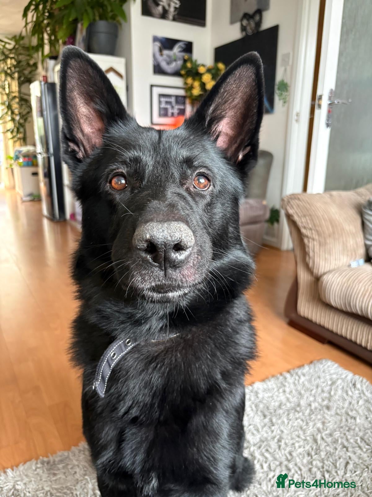 Mixed Breed dogs for sale: Family Dog needing to be rehomed - Advert 5