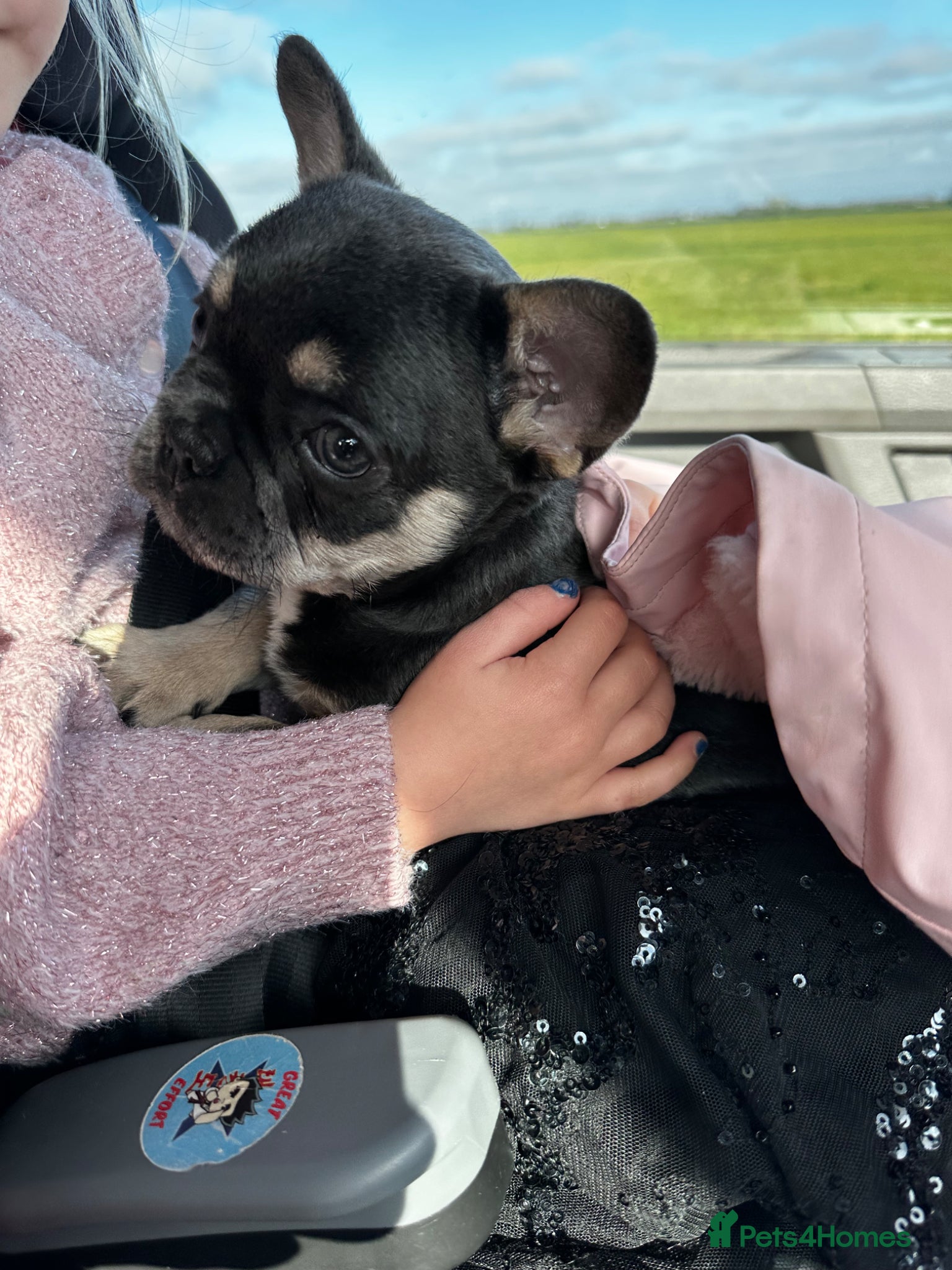 French Bulldog dogs Adorable little boy - Advert 4