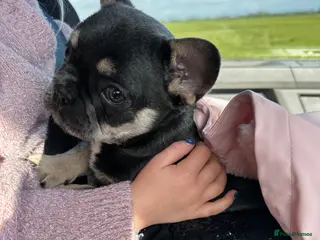 French Bulldog dogs Adorable little boy - Advert 4