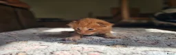 Maine Coon cats for sale: 4 gorgeous Maine coon X kittens - Advert 6