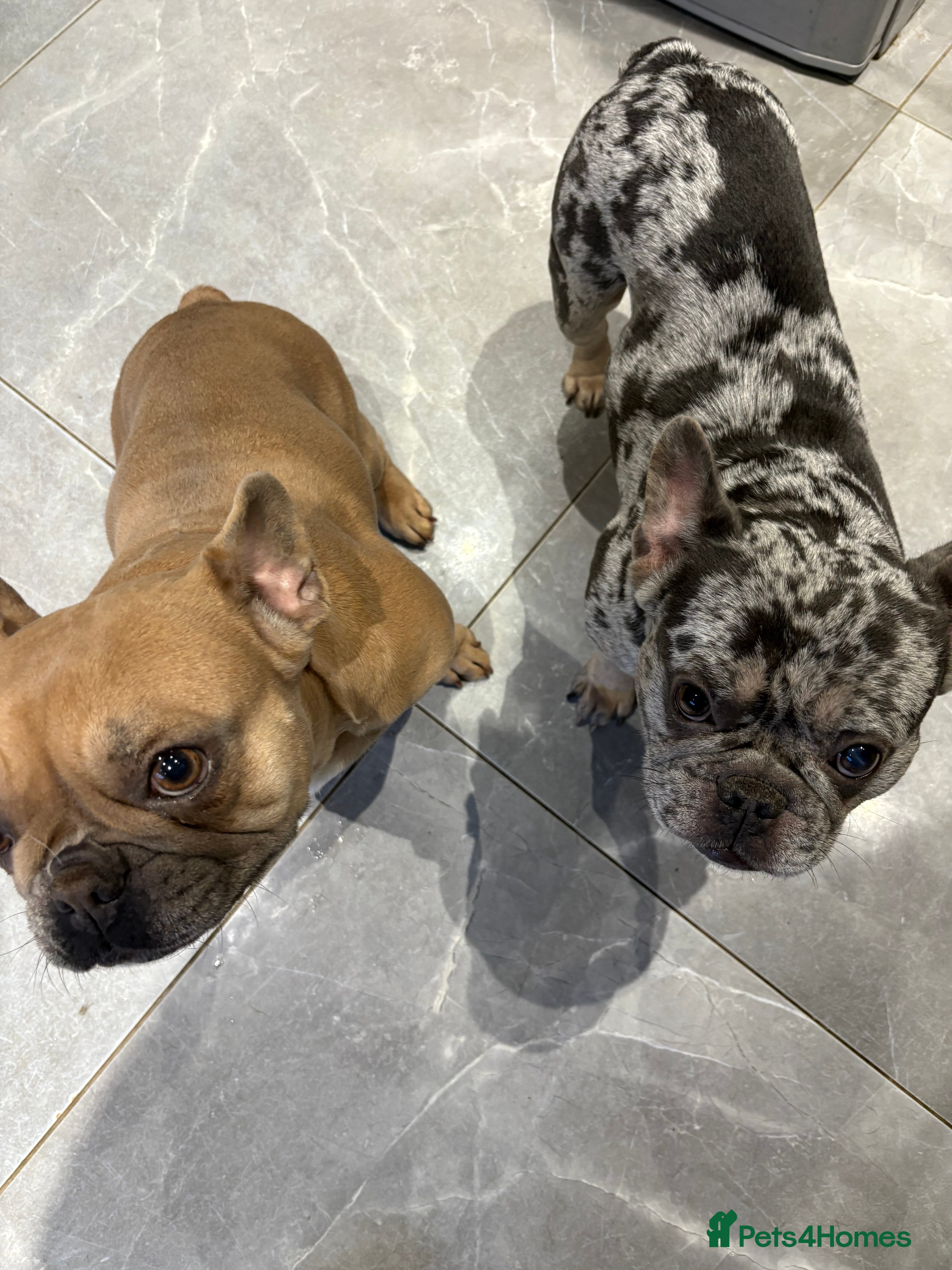 French Bulldog dogs Male and Female French Bulldogs - Advert 1