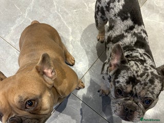 French Bulldog dogs - Advert 23