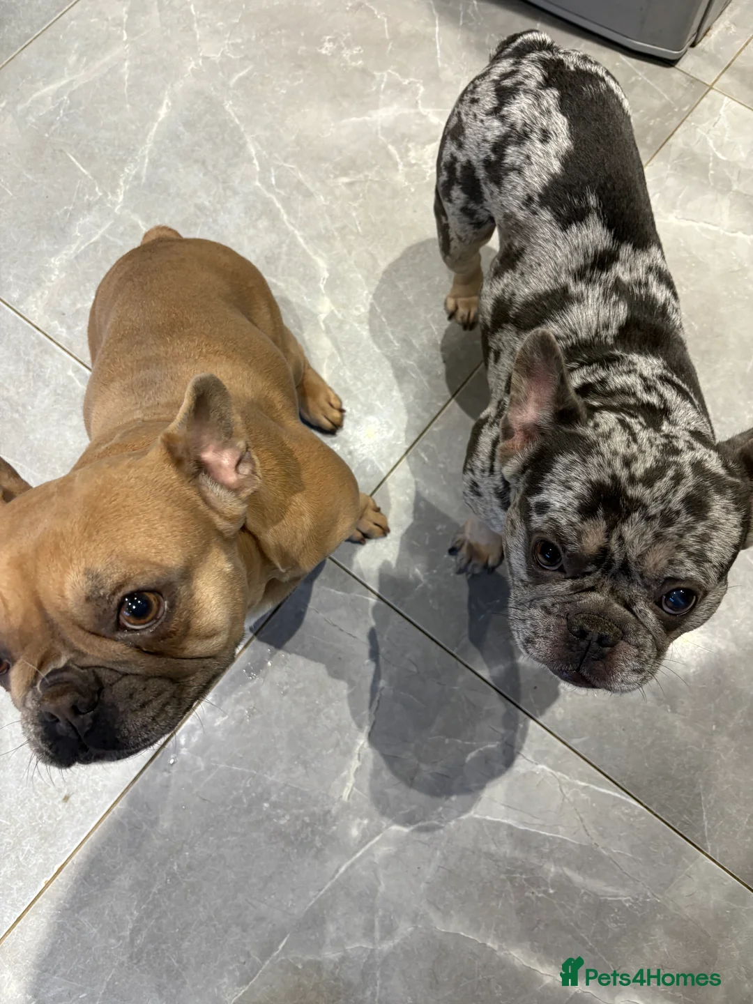 French Bulldog dogs for sale: Male and Female French Bulldogs - Advert 1