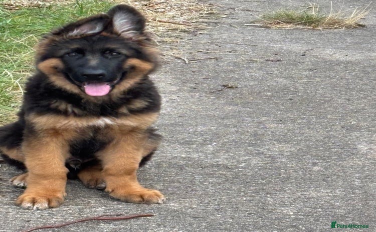 German Shepherd dogs - Advert 3