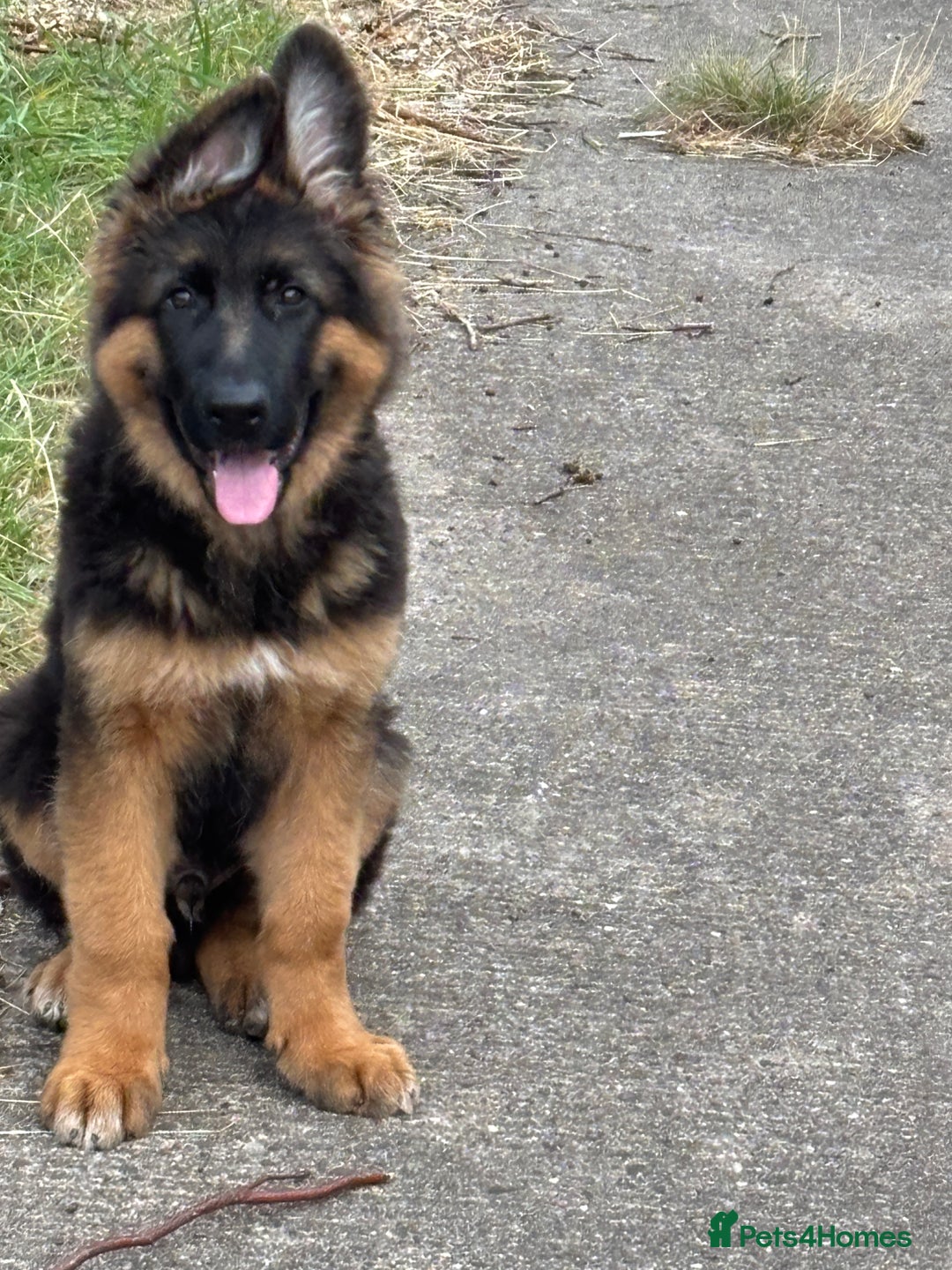 German Shepherd dogs for sale: Outstanding -KC registered male German shepherd  - Advert 2