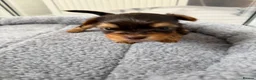 Yorkshire Terrier dogs for sale: Beautiful chocolate Biwer Yorkshire Terrier pupp  - Advert 20