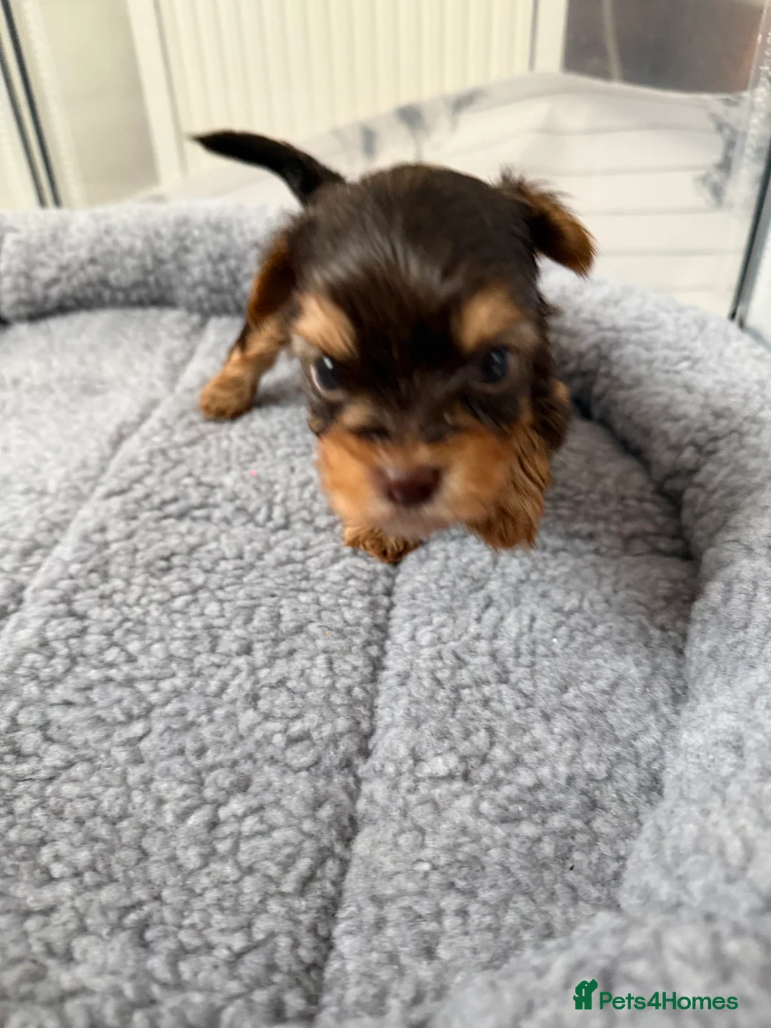 Yorkshire Terrier dogs for sale: Beautiful chocolate Biwer Yorkshire Terrier pupp  - Advert 20