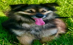 Keeshond dogs for adoption: Mikey’s Story: From Chains to Freedom - Image 4