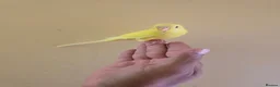 Budgerigars birds for sale: Hand tamed baby budgies for sale  - Advert 24