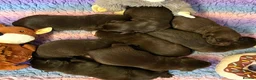 Cockerdor dogs for sale: Beautiful chocolate Springador puppies  - Advert 6