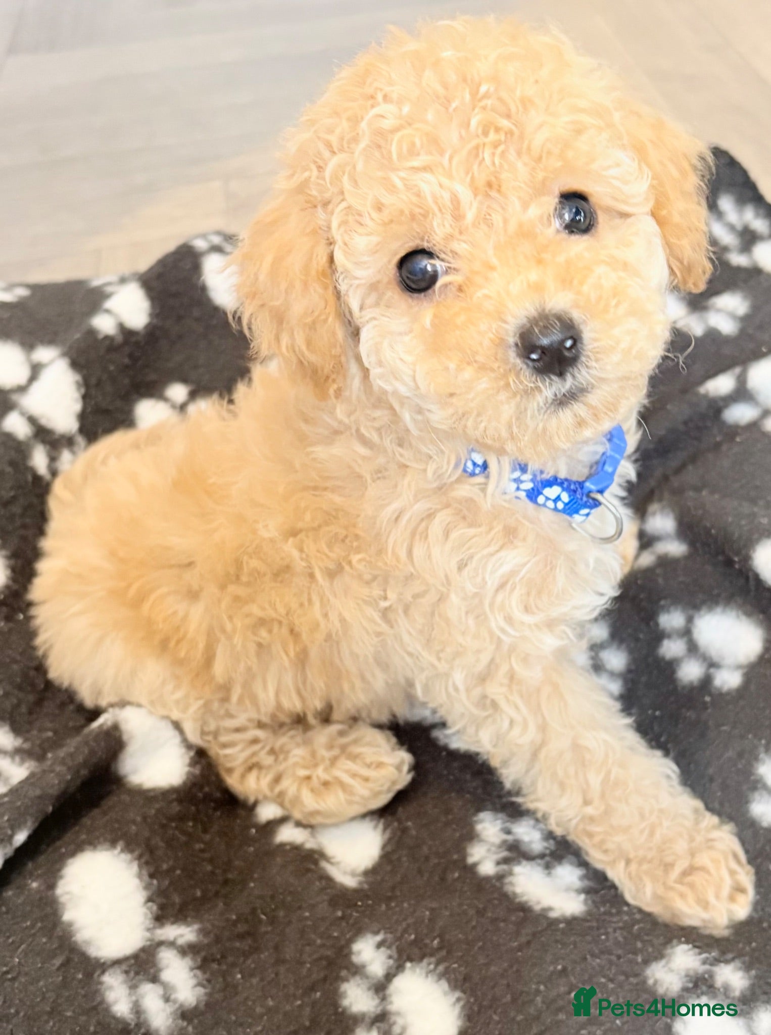 Cavapoo dogs Luxury toyf1b Cavapoo ready Friday 💙 - Advert 5