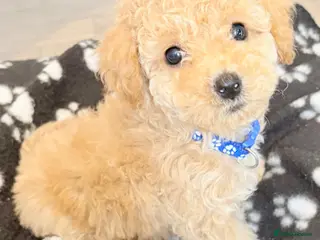 Cavapoo dogs Luxury toyf1b Cavapoo ready Friday 💙 - Advert 4