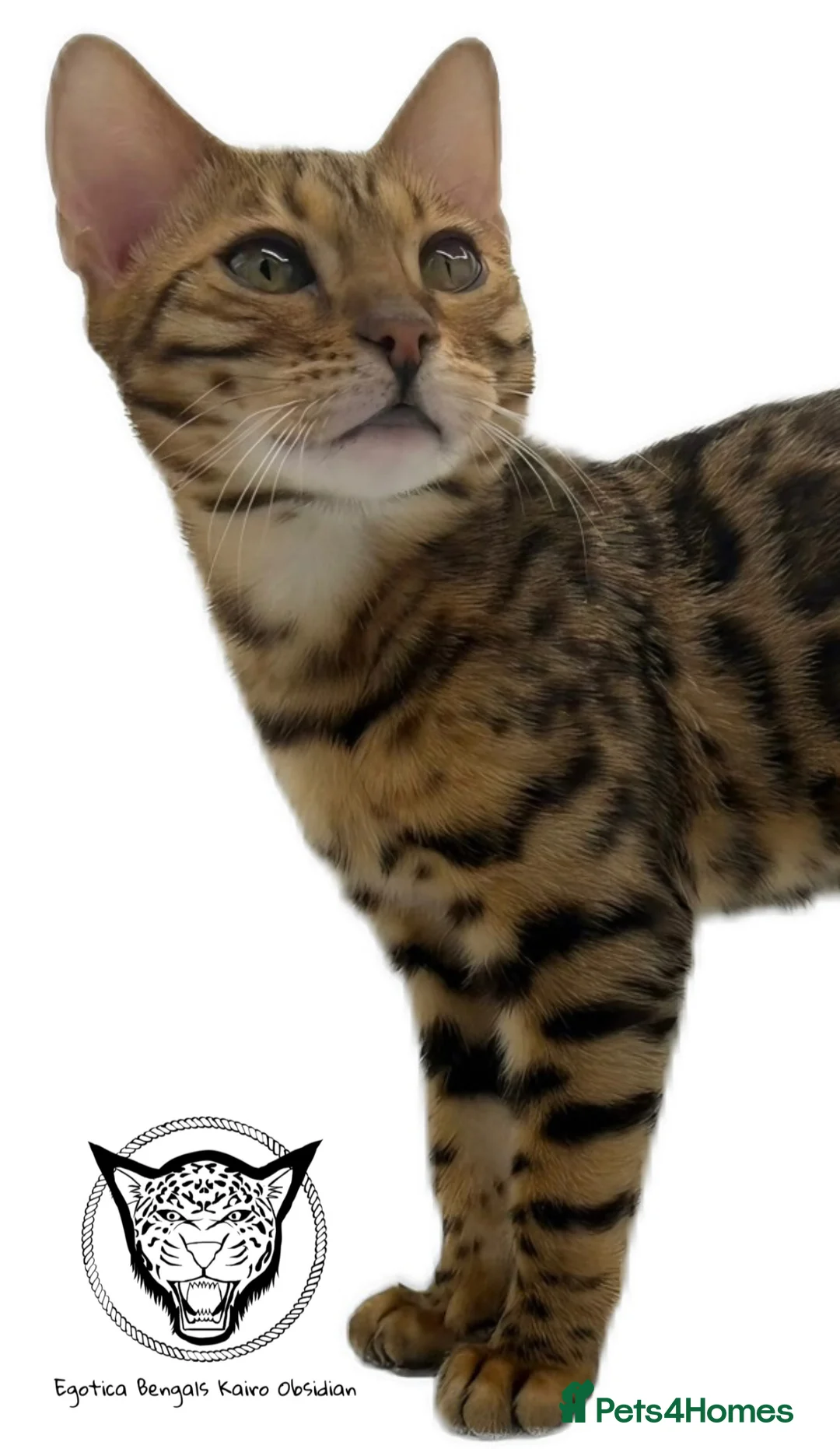 Bengal cats for sale: 🐆✨ LAST KITTEN 6TH TICA GENERATION BENGAL🐆✨ - Advert 19