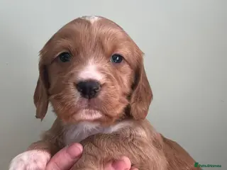 Cocker Spaniel dogs Kennel Club registered working cocker spaniels - Advert 6