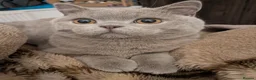 British Shorthair cats for sale: Lilac male British shorthair - Advert 4