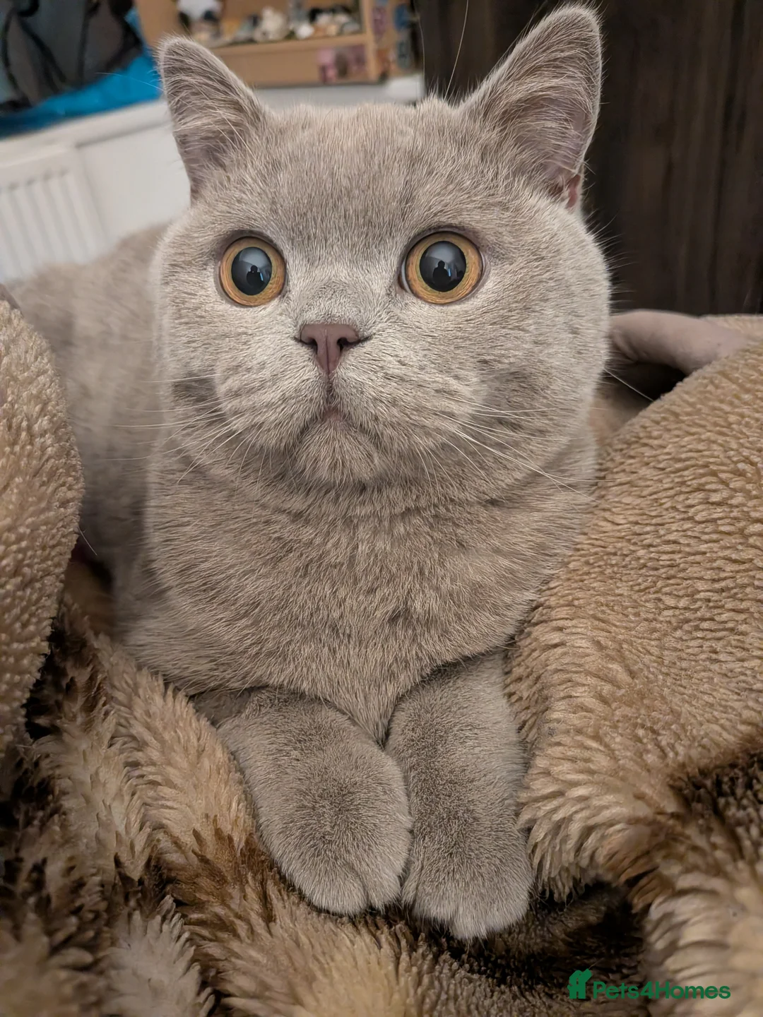 British Shorthair cats for sale: Lilac male British shorthair - Advert 4
