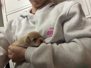 Chihuahua dogs Stunning chihuahua puppies ready 25th Dec 🎁 ** - Advert 13