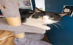 British Shorthair cats for sale: Re homing my friendly cat - Image 7