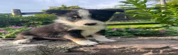 Border Collie dogs for sale: 6 Adorable Border Collie Puppies  in Brecon - Advert 7