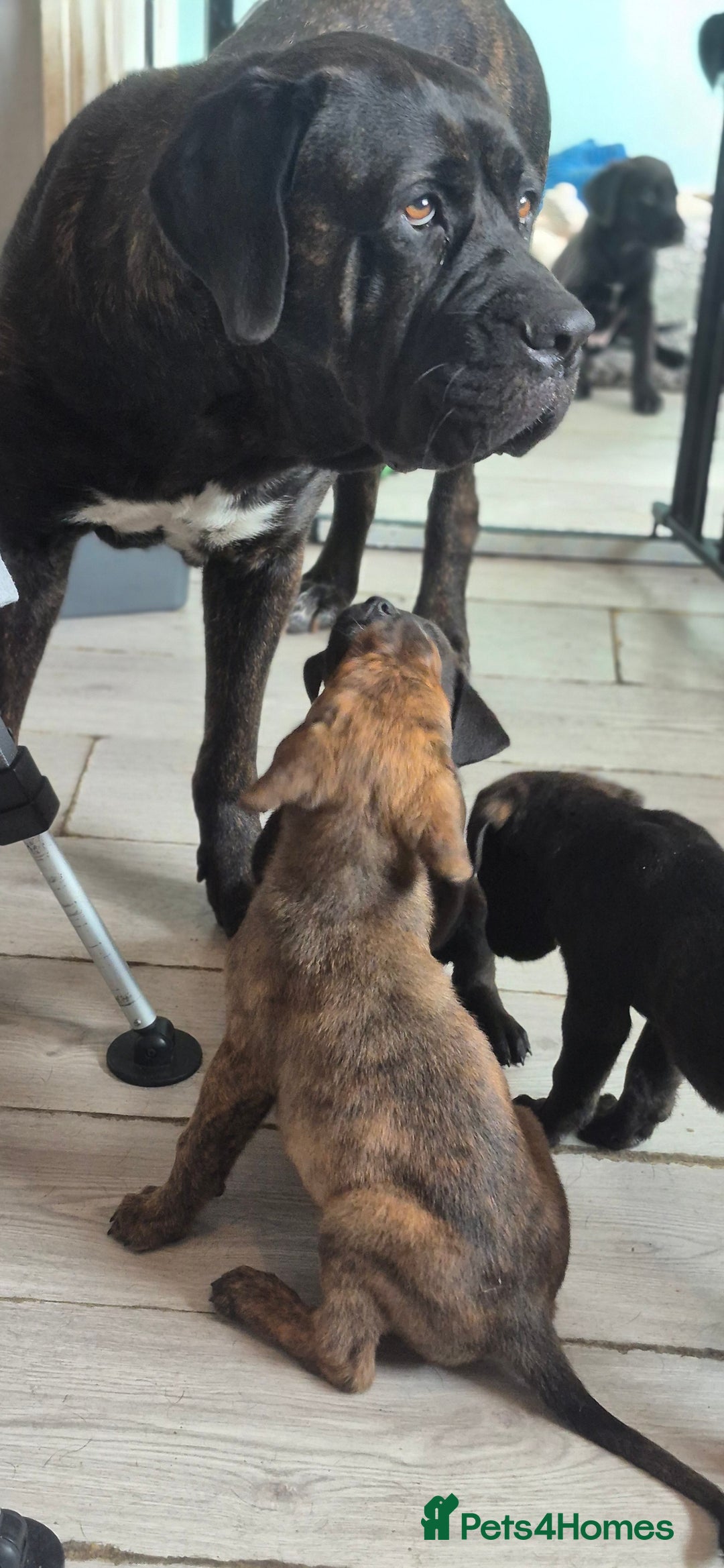 Mixed Breed dogs for sale: Mastiff x Rottweiler  - Image 29