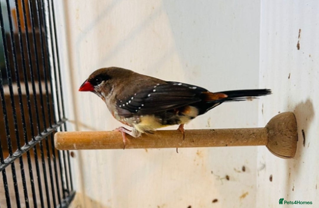 Finches birds for sale: Star finch, Bengalese, Gouldian, strawberry finch - Advert 16