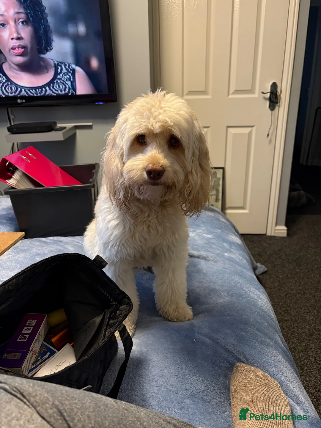 Cockapoo dogs for stud: Mrs Nicola weites in Hartlepool - Advert 2