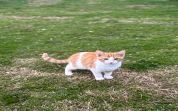 British Shorthair cats for sale: Male ginger and white kitten  - Image 1