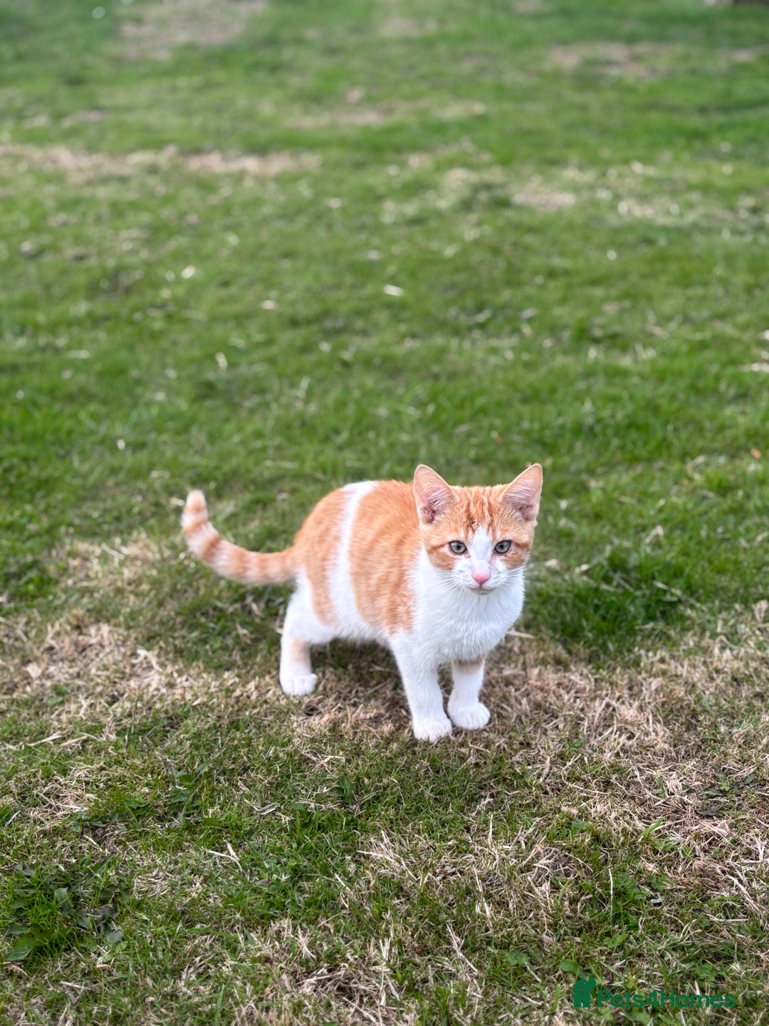 British Shorthair cats for sale: Male ginger and white kitten  - Image 1