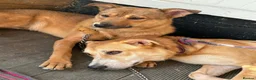 Mixed Breed dogs for adoption: Toffee - Norwich Norfolk  in Norwich - Advert 6
