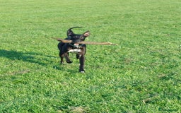 Mixed Breed dogs for sale: Lurcher male for urgent rehome - Image 7