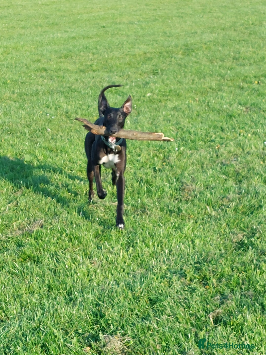 Mixed Breed dogs for sale: Lurcher male for urgent rehome - Image 7