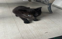 Mixed Breed cats for sale: Black and White Tuxedo Kittens Ready for New Homes - Image 2