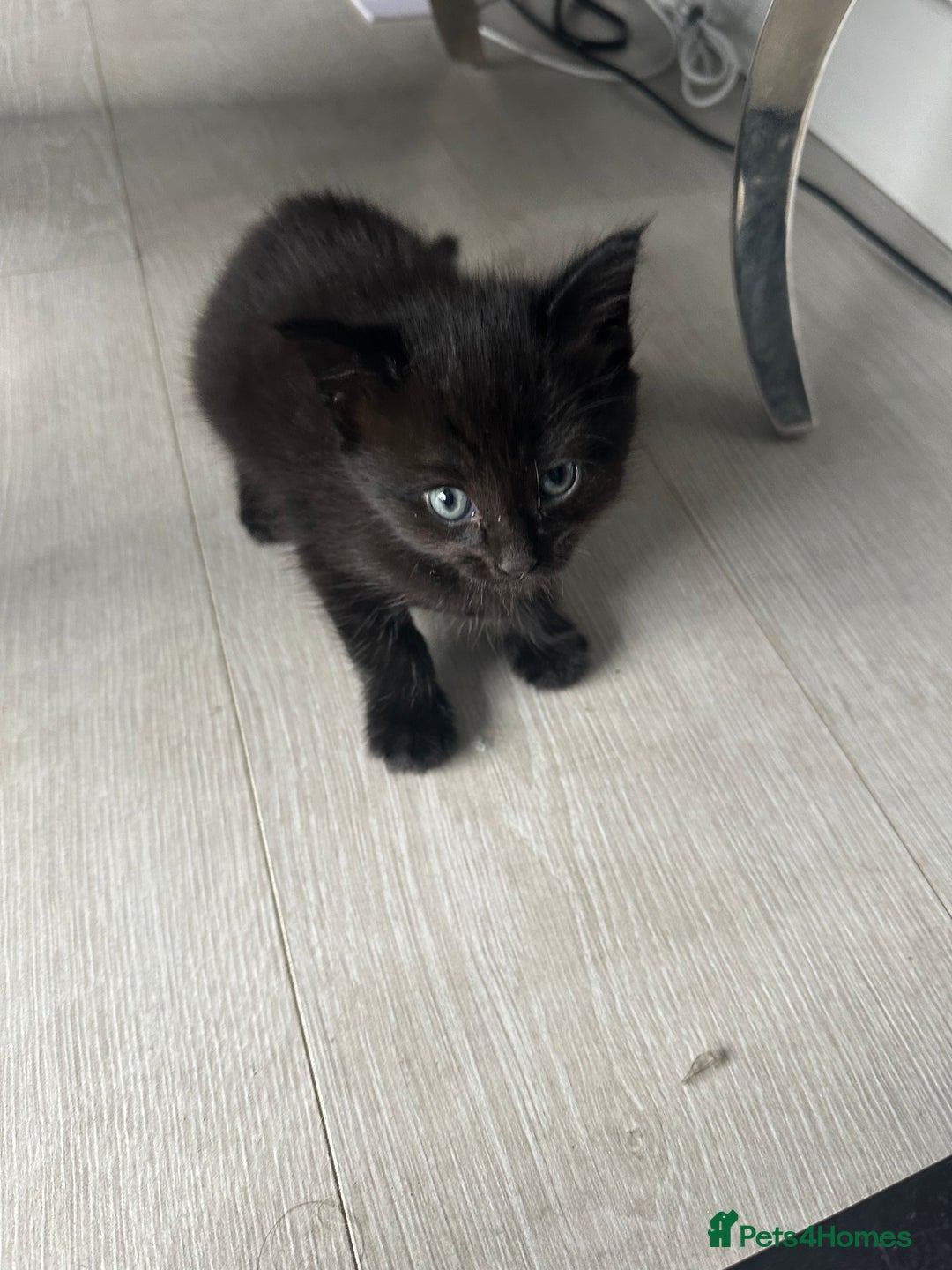 Mixed Breed cats for sale: Black and White Tuxedo Kittens Ready for New Homes - Image 2