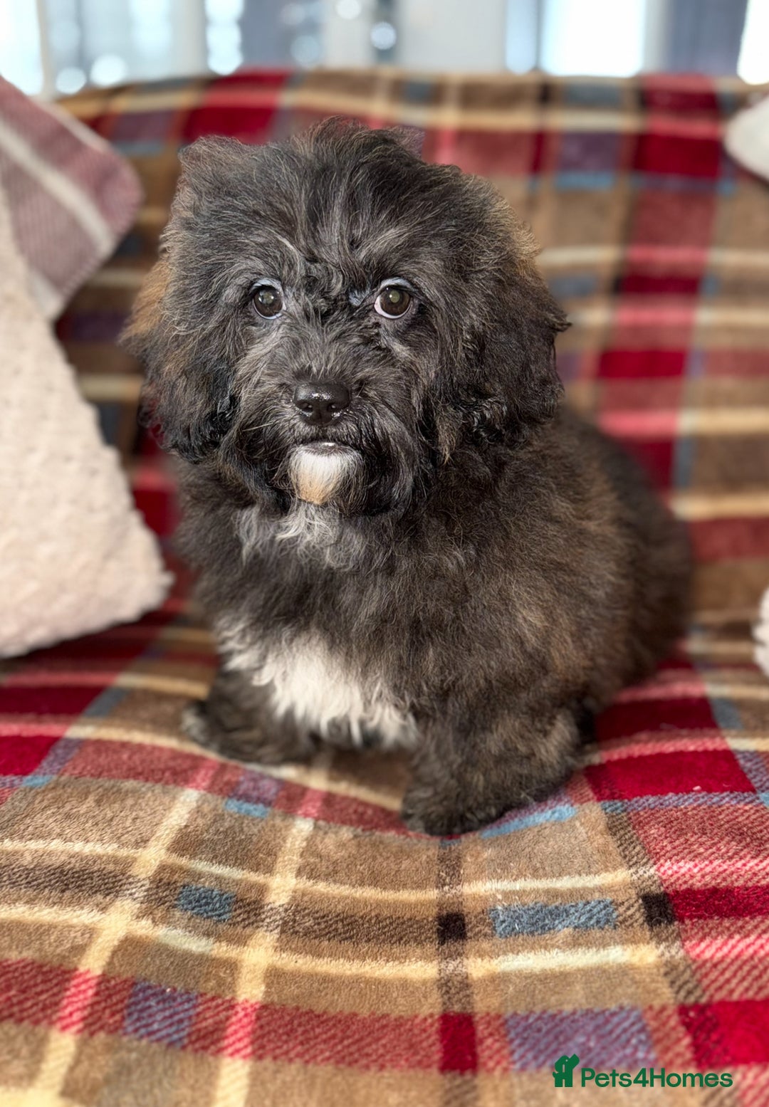 Shihpoo dogs for sale: 🩷 Beautiful Shihpoo Girl available 🩷 - Image 8