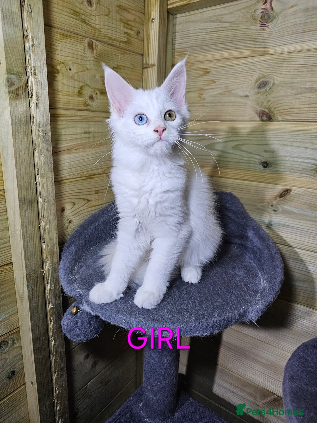 Maine Coon cats for sale: MAINE COON  - Image 7
