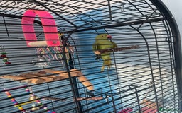 Ringnecks birds for sale: African ringneck with cage - Image 1