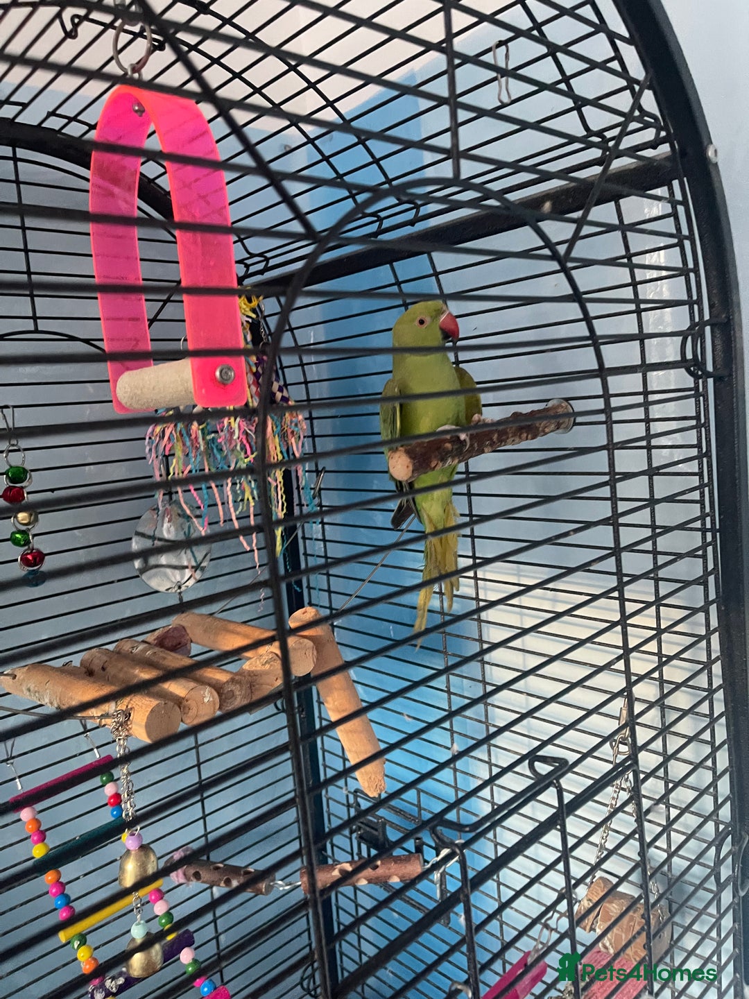 Ringnecks birds for sale: African ringneck with cage - Image 1