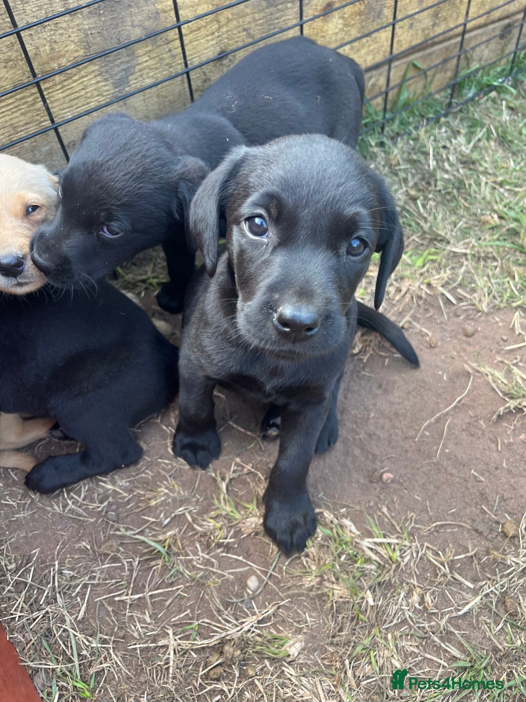 Labrador Retriever dogs for sale: KC registered working fieldtrial Labrador puppies  - Image 14