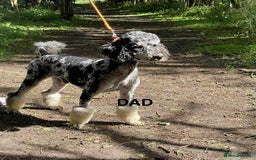 Cavapoo dogs for sale: Beautiful Cavapoo F1BB Puppies - Image 8