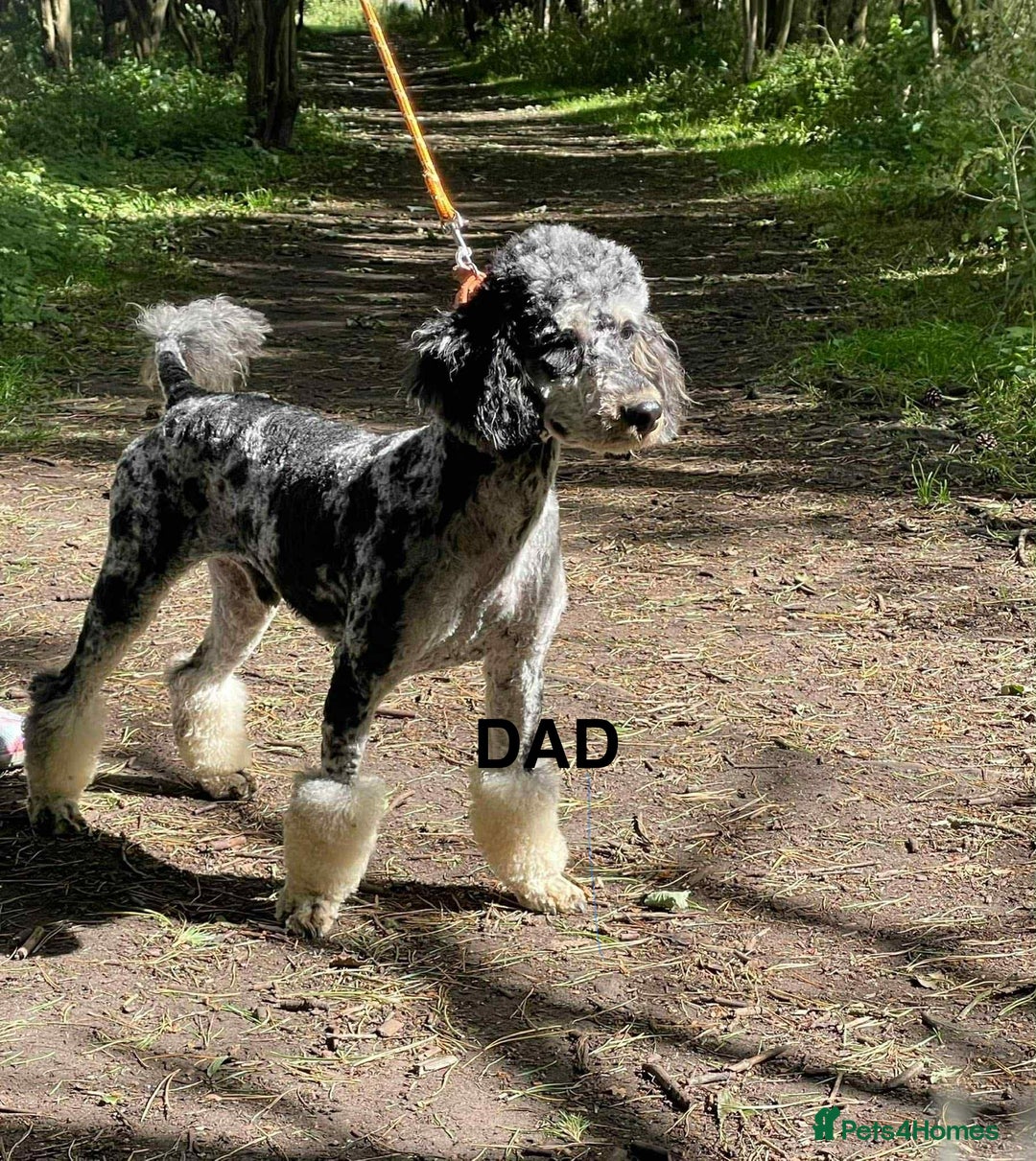 Cavapoo dogs for sale: Beautiful Cavapoo F1BB Puppies - Image 8